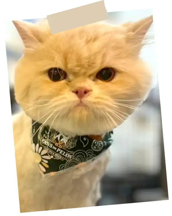 img-peluqueria-para-gatos-en-envigado-1