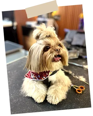 img-peluqueria-para-perros-en-envigado-1-LCP