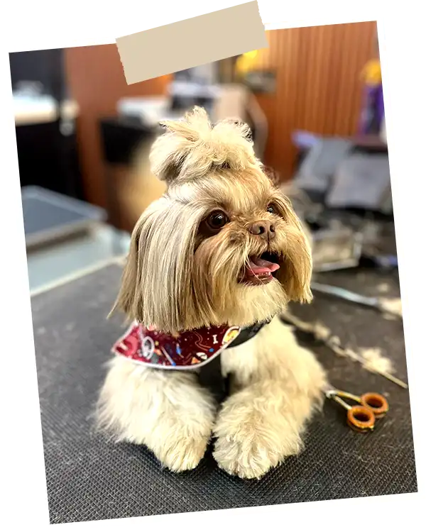 img-peluqueria-para-perros-en-envigado-1