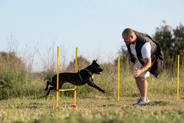 Muchos tutores se preguntan ¿desde qué edad se entrena a un perro? Saberlo es esencial para fomentar una buena conducta y un vínculo saludable. El adiestramiento temprano es la...