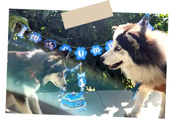Img-Fans-de-Pelos-Guardería_Canina-2