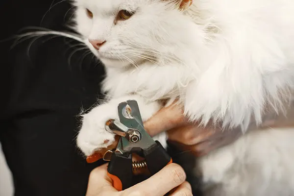 Los gatos son animales limpios y cuidadosos por naturaleza, pero en ciertas ocasiones, sus uñas pueden representar un problema para ellos o para ti. Surge entonces la pregunta...