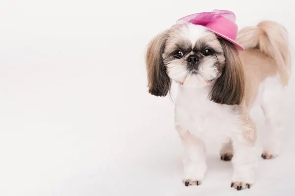 Si eres amante de los Shih Tzu, seguramente buscas los mejores peinados para perros Shih Tzu que resalten su belleza y personalidad. En nuestra peluquería Fans de Pelos, te enseñaremos...