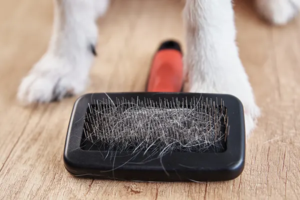 La caída del pelo en los perros es una de las consultas más frecuentes entre los dueños responsables. Es por esto que conocer sus causas y saber actuar a tiempo...