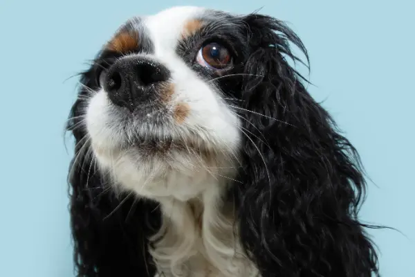 Mantener un pelaje saludable es fundamental para el bienestar de tu perro. En este artículo de Fans de Pelos, te contamos sobre los errores más comunes en el cuidado del...