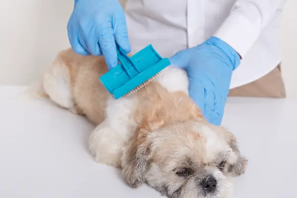 Mantener el pelaje de tu perro sano y fuerte es fundamental para su bienestar general. En este blog de Fans de Pelos, te contamos sobre 3 alimentos para evitar la...