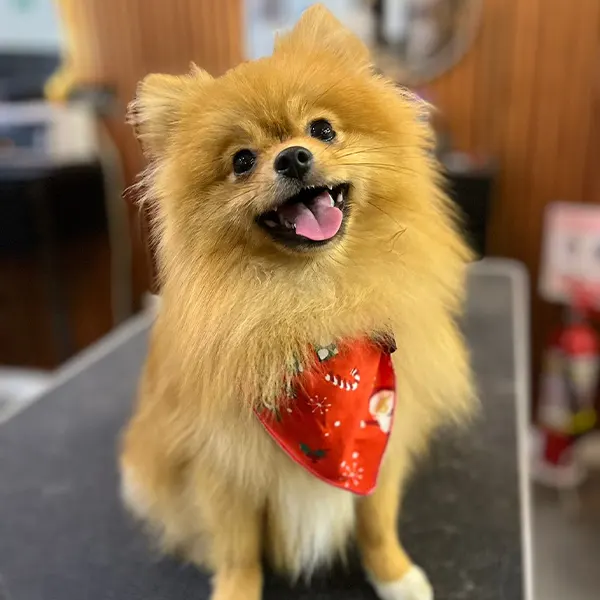 Img-PeluqueriaCanina-Sabaneta