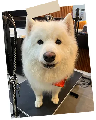 img-peluqueria-canina-en-medellin-1-LCP