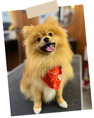 img-peluqueria-canina-en-sabaneta-1-LCP