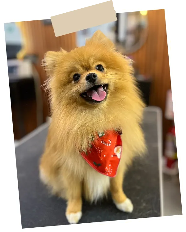 img-peluqueria-canina-en-sabaneta-1